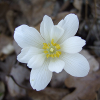 Bloodroot Sanguinaria - canadensis - Charles Rose