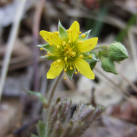 DBarren Strawberry - Waldsteinia fragarioides - Charles Rose