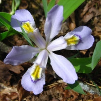 Dwarf Crested Iris - Iris Cristata - Charles Rose