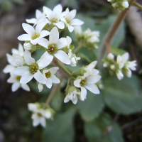 Early Saxifrage - Saxifraga virginiensis - Charles Rose