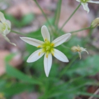 False Garlic - Nothoscordum bivalve