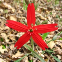 Fire Pink - Silene Virginica - Charles Rose