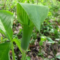 Jack in the Pulpit - Arisaema triphyllum - Charles Rose