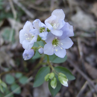 Jacobs Ladder - Polemonium reptans - Charles Rose