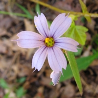 Pale-Blue-Eyed-Grass - Sisyrinchium albidum - Charles Rose