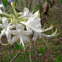 Piedmont Azalea - Rhododendron canescens - Charles Rose