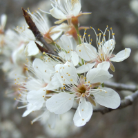 Service Berry - Amelanchier arborea - Charles Rose