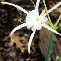 Spider Lily