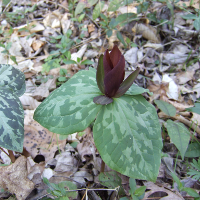 Sweet Betsy - Trillium cuneatum - Charles Rose