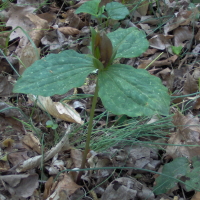 Trillium