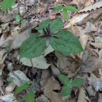 Twisted Trillium - Trillium stamineum