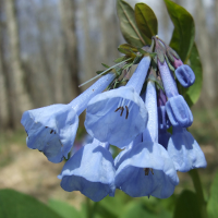 Virginia Bluebell - Mertensia virginica - Charles Rose