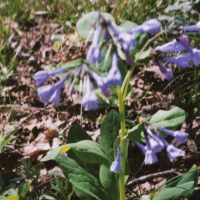 Virginia Bluebells - Mertensia virginica