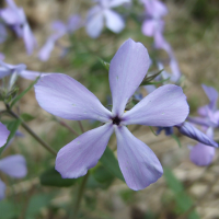 Wild Blue Phlox - Phlox divaricata - Charles Rose