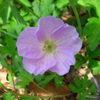 Wild Geranium - Geranium maculatum - Charles Rose