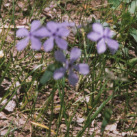 Wild Sweet William - Phlox divaricata