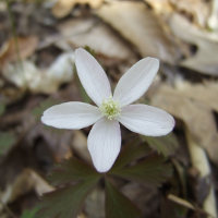 Wood Anemone - Anemone quinquefolia - Charles Rose