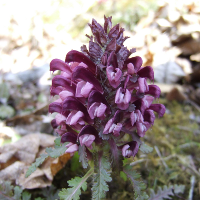 Wood Betony - Pedicularis canadensis - Charles Rose