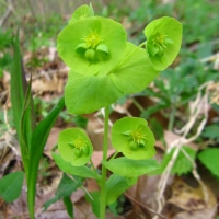 Wood Spurge - Euphorbia commutata - Charles Rose