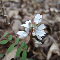 Wood Vetch - Vicia caroliniana - Charles Rose