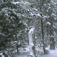 Fence post by the cedar trees.