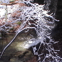 Waterfall pool through snow covered branches.