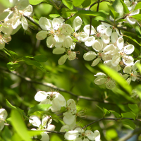 Wild Cherry Blossoms - Harvey Hicks